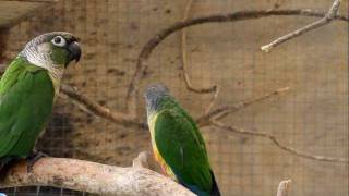 Parrot Facts  Green Cheek Conure aviary [upl. by Map377]