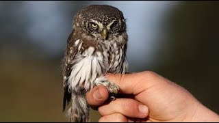 Sperlingskauz die kleinste in Mitteleuropa heimische Eule Smallest Owl in Europe [upl. by Ewald]