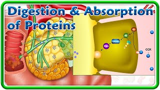 Digestion amp Absorption Of Proteins Animation  USMLE Step 1 [upl. by Adehsar384]