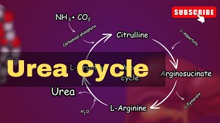 Urea cycle Explained Urea cycle biochemistry  conversion of Ammonia into Urea [upl. by Jsandye]