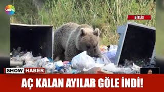 Aç kalan ayılar göle indi [upl. by Darb151]