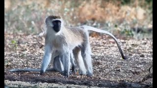 Vervet Family close ups [upl. by Ahtanoj]