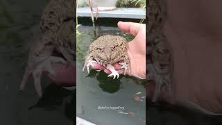 5 legged frog relax frog frogvideos animaladventure [upl. by Edsel538]