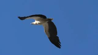 Whitebellied Sea Eagle 4 [upl. by Adamek]