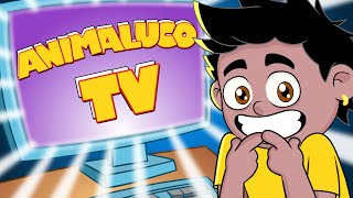 TV ANIMALUCO ao vivo [upl. by Fillander]