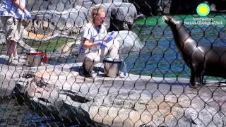 Sea Lion Demonstrations on American Trail [upl. by Thurmond]