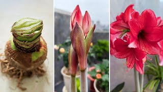 Getting Amaryllis to Dormancy and Bloom on Holidays  Amaryllis Fall and Winter Care Turn on CC [upl. by Olympe]