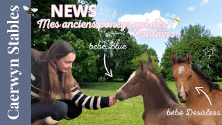 🌿l Spring at Caerwyn Stables l Le Mag de Zoe ➡️ Blue et Desirless ont des poulains  l🐝 [upl. by Neel]