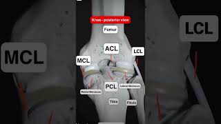 Knee ligaments trending anatomy mbbs nursing viralvideo ytshorts [upl. by Carder]