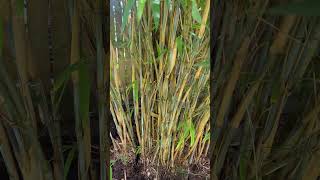 Dividing Borinda papyrifera CS1046  The Blue Bamboo [upl. by Nairim777]