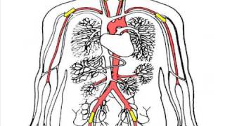 Thrombosis  Harmful Blood Clotting [upl. by Eidnam]