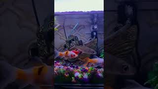 reels fish fishbowl subscribers fishbowlsetup fishtank followers fishaquarium support [upl. by Ytirahc376]