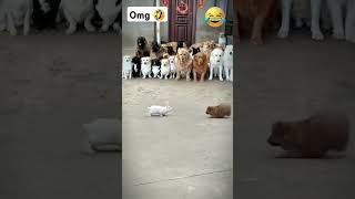 Dogs vs Rabbits The Ultimate Showdown🤣 shorts viralvedio youtube [upl. by Tennies802]