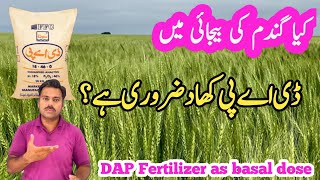 Significance of basal dose of phosphatic fertilizers DAP Nitrophos MAP SSP in wheat cultivation [upl. by Llerraj]