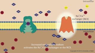 Digoxin  mechanism of action [upl. by Norvall]