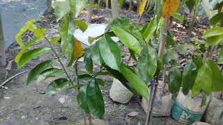 Corossol Tree chara bd soursop Tree bd price।। করোসল চারা। করোসল গাছ। শরসভ চারা। কলোম। 01854884538 [upl. by Nostrebor]