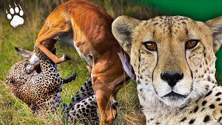 Survie en SAVANE  Les Techniques Sensorielles Étonnantes des Animaux 🦁  Documentaire  AMP [upl. by Culosio]