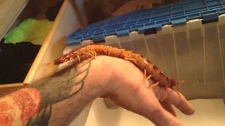 Scolopendra GiganteaGalapagoensis quotRobustaquot handling and rehouse [upl. by Sharlene920]