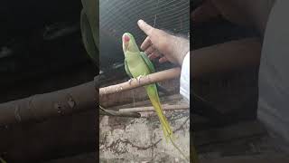 New Setup🥰 parrot foryou shortvideos viralvideos fypシ゚viral instagram punjabi punjab cute [upl. by Ed]