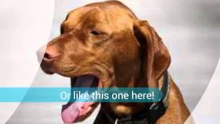 Kennel cough symptoms  How To Get Rid Of Kennel Cough Symptoms [upl. by Feucht426]