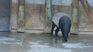 Malayan Tapir and Birds the Toronto Zoo [upl. by Eiralc]