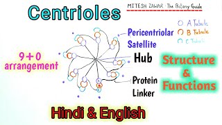 Centrioles Structure and Functions  90 arrangement in Centrioles or Diplosomes  Centrosomes [upl. by Vedis346]