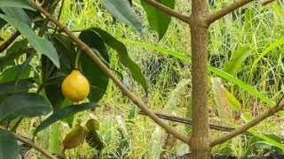 frutíferas produzindo em vaso canistel mirtilo bacupari de estalo pinha atemoia caqui jabuticaba [upl. by Weinert898]