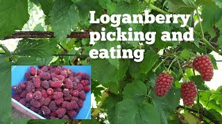 Loganberry  the joy of picking and eating these delicious fruit  hybrid berries [upl. by Derr]