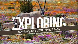 Namaqua National ParkSouth Africa [upl. by Sophronia]