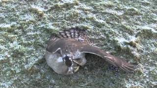 Hunting With Finnish Goshawks [upl. by Hayidah]