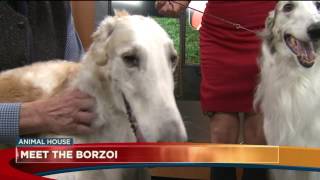 Meet the Borzoi [upl. by Dhiman681]