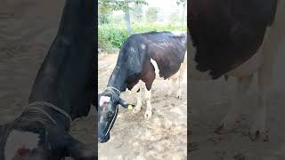 diary cow farming animals kerala [upl. by Zampardi419]