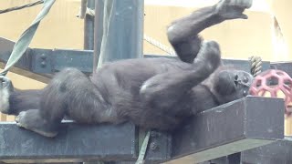 Gorilla family funny and manly video 😆😆😆 Animal Families 2024 [upl. by Nosnirb]