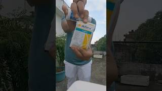 42actara tha best insecticide for plant [upl. by Enitsej]