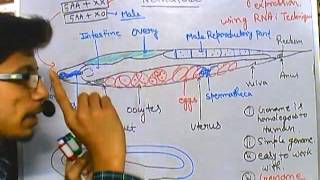 C elegans reproduction [upl. by Arrec]