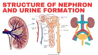 Explain the structure of Nephron and urine formation [upl. by Anrym718]