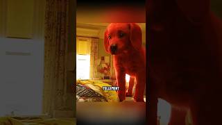 Le Chien Plus Grand qu’une Maison  shorts film viral [upl. by Iphigeniah807]