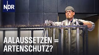 Streit um den Aal Zwischen Aalaussatz und Fangverbot  Doku  NDR  45 Min [upl. by Ailenroc]