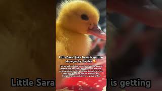 Cute little duckling with broken leg survives ❤️🥰 cuteanimals cute duckling animalrescue [upl. by Noryak]