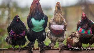 Fenix Txrooster song New version rooster 2018D [upl. by Einahpet492]