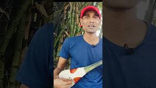 আগা নায়ে ডুবু ডুবু Dotara Sur gaan music mnplay [upl. by Feerahs]