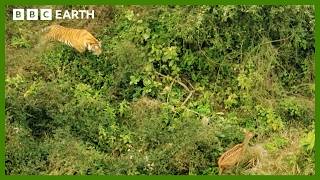 Mother Tiger Hunts to Feed Cubs  Asia  BBC Earth [upl. by Mchale]