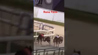 Greyhound dog racing lover panjab Haryana India Pakistan Dubai Europe USA UAE Singapore reelscr7 [upl. by Wassyngton]