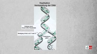 Replikation Verdoppelung der DNA Biologie  Klett Lerntraining [upl. by Donovan]