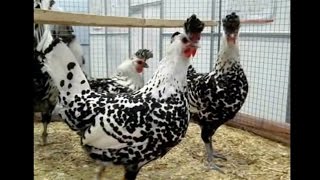 Appenzeller Spitzhauben National German Poultry Show 2014 [upl. by Milford]