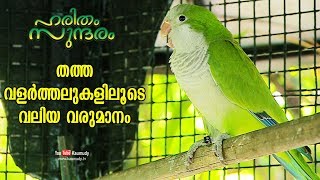 Earn huge profit through parrot breeding  Haritham Sundharam  EP 205 [upl. by Andre]