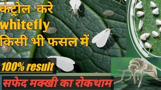 सफेद मक्खी  whitefly  को नियंत्रण करने का आसान तरीका  how to control whitefly  chilli coton [upl. by Beitz]