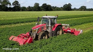 4Kᵁᴴᴰ Topping potatoes with a Massey Ferguson 7S190 tractor and Grimme KS600 3 bed topper [upl. by Bearnard203]