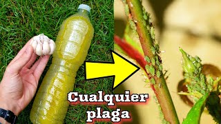 APLICA este INSECTICIDA CASERO para que tus PLANTAS nunca más vuelvan a tener plagas De AJO [upl. by Telrahc]