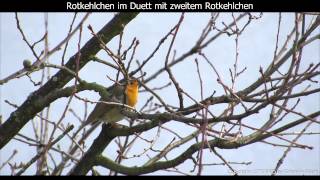 Rotkehlchen mit Gesang  Robin singing  Erithacus rubecula 1080p HD [upl. by Gunning]